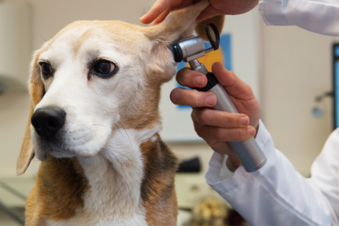 Veterinarian examining a dog's ears.